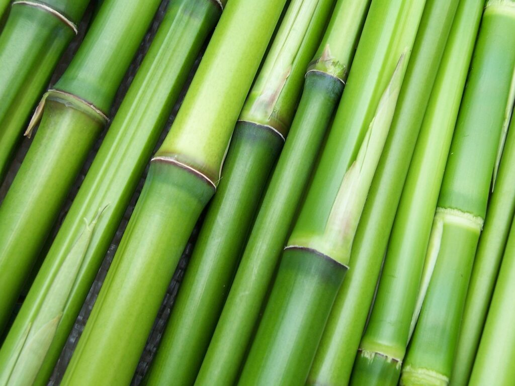 Diferencia entre bambú y tacuara