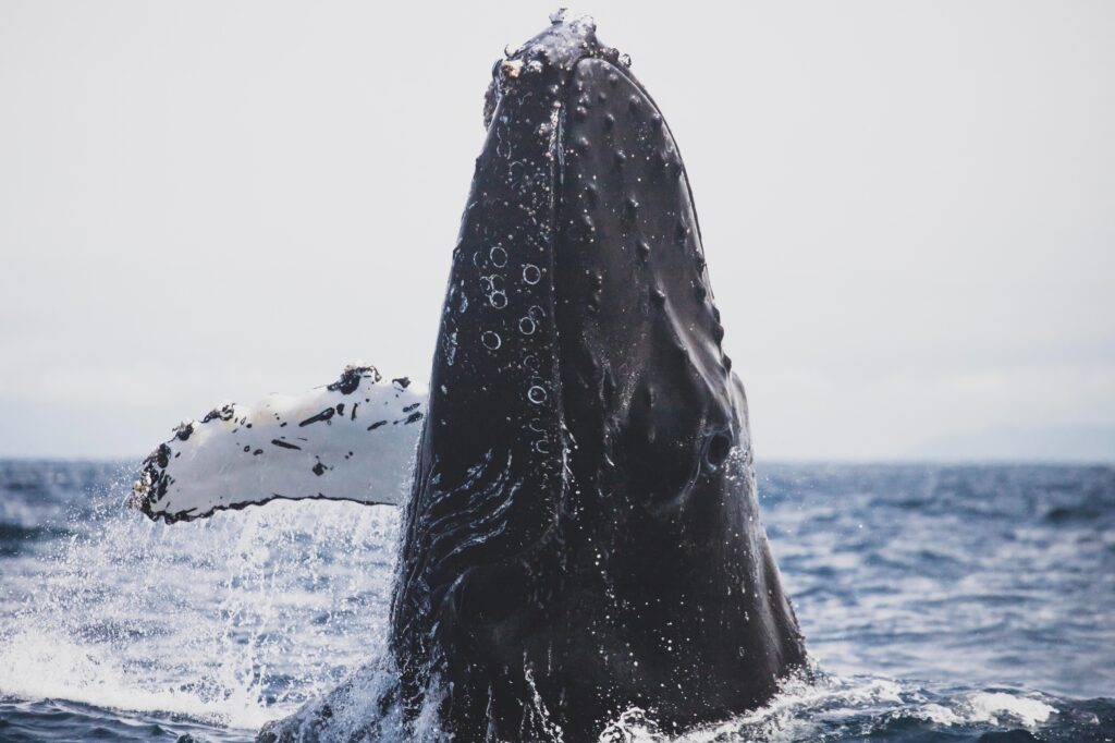 Diferencia entre ballena, orca y cachalote