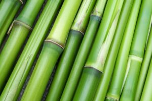 Diferencia entre bambú y tacuara
