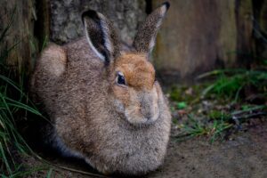 ¿Cómo diferenciar a un conejo de una liebre? Te lo explicamos paso a paso