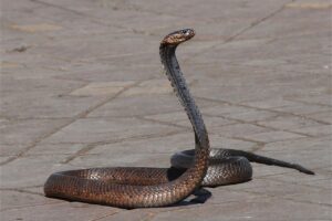 Diferencia entre serpiente y víbora