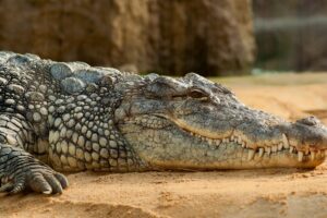 Diferencia entre yacaré, caimán y cocodrilo