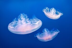 Diferencia entre agua viva y medusa