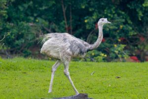 Diferencia entre ñandú y avestruz