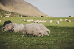 Diferencia entre pastoreo y pastaje
